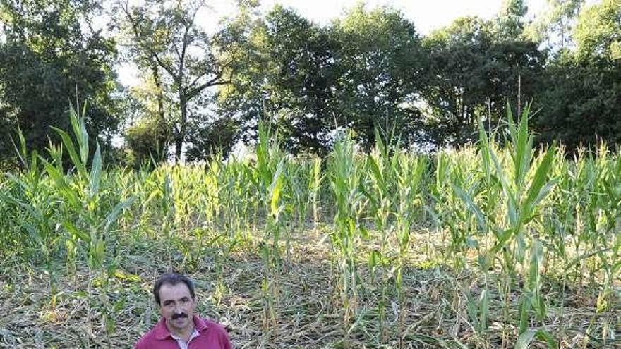 Otro ganadero de Arnego denunció el pasado viernes daños en una plantación. // Bernabé/Javier Lalín