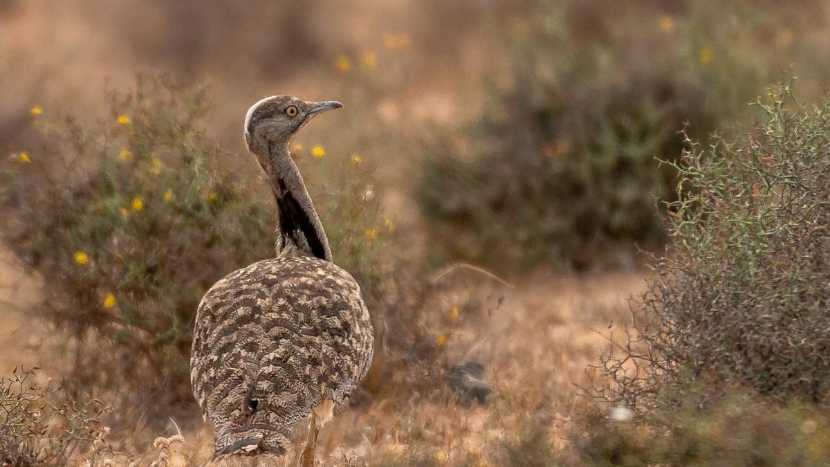 Cinco organizaciones ecologistas piden al Gobierno de Canarias medidas para proteger especies amenazadas ante el Rally Isla de Los Volcanes y la temporada de caza
