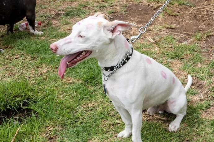 II Feria de Mascotas en Maspalomas