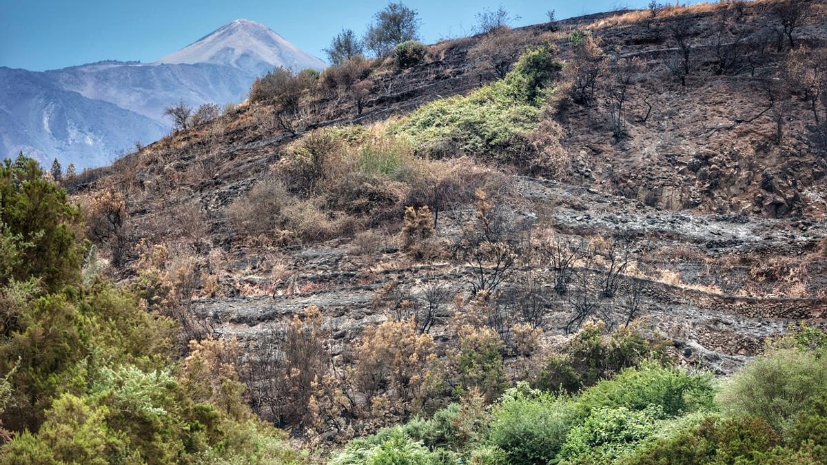 Zona arrasada por el incendio de Los Realejos.