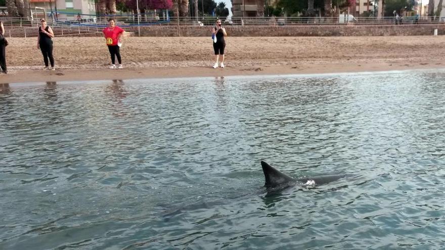 Alerta por la presencia de un delfín muy cerca de la costa