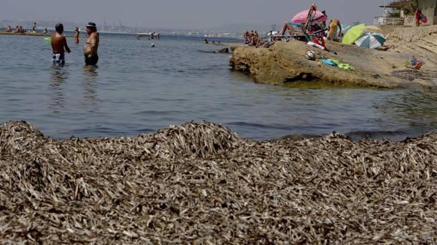 Dunas de algas en Cala Cantalar