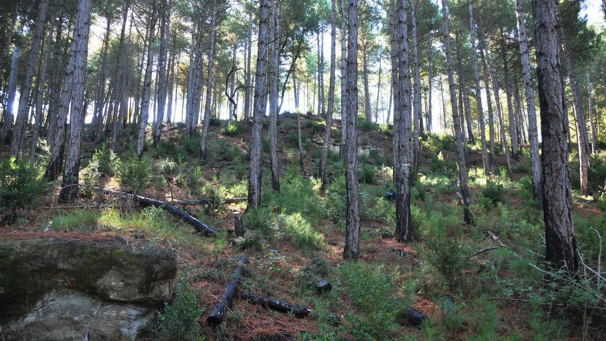 Un dels boscos gestionats en el marc d'un projecte del Centre de Ciència i Tecnologia Forestal de Catalunya