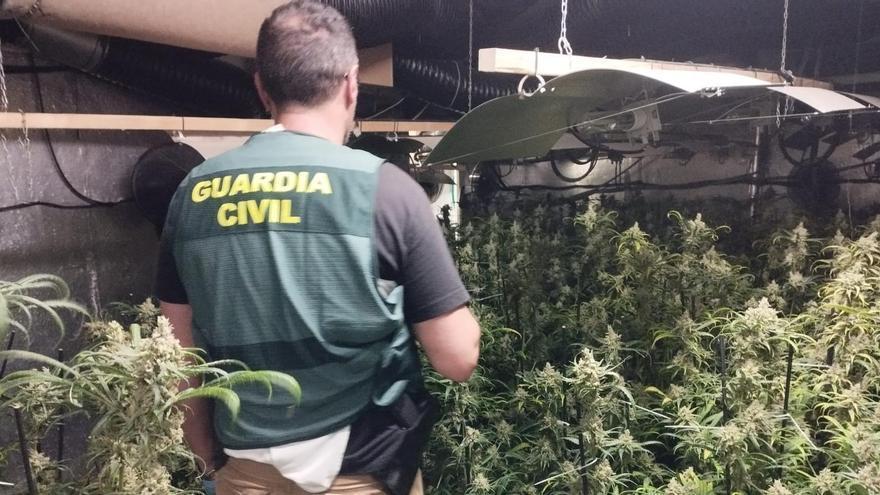 La casa dels narcotraficants de Darnius ocultava un cultiu de 2.500 plantes i 42,6 quilos de cabdells de marihuana