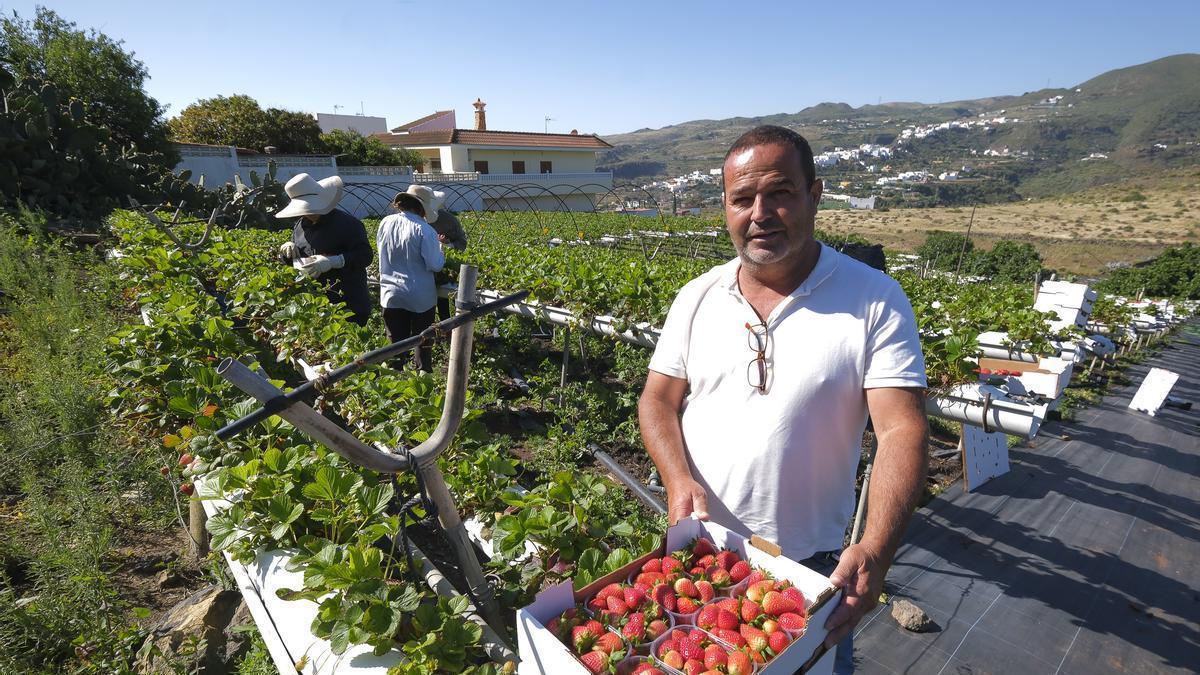 Francisco Santana, propietario de Fresas Ylenia