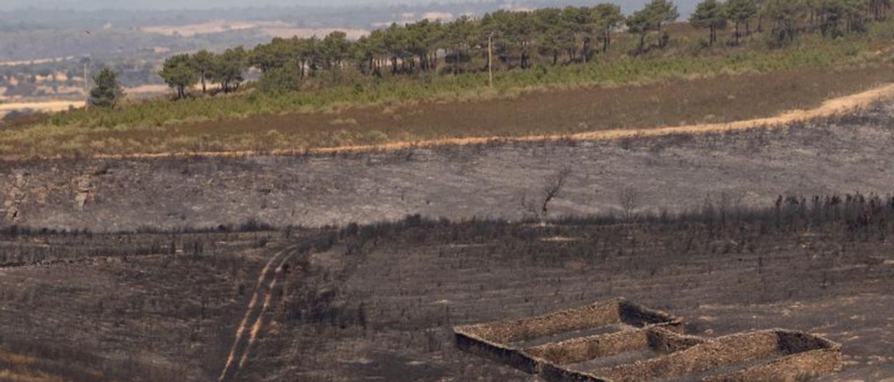 Losacio, rodeado de los restos del incendio. | J. L F.