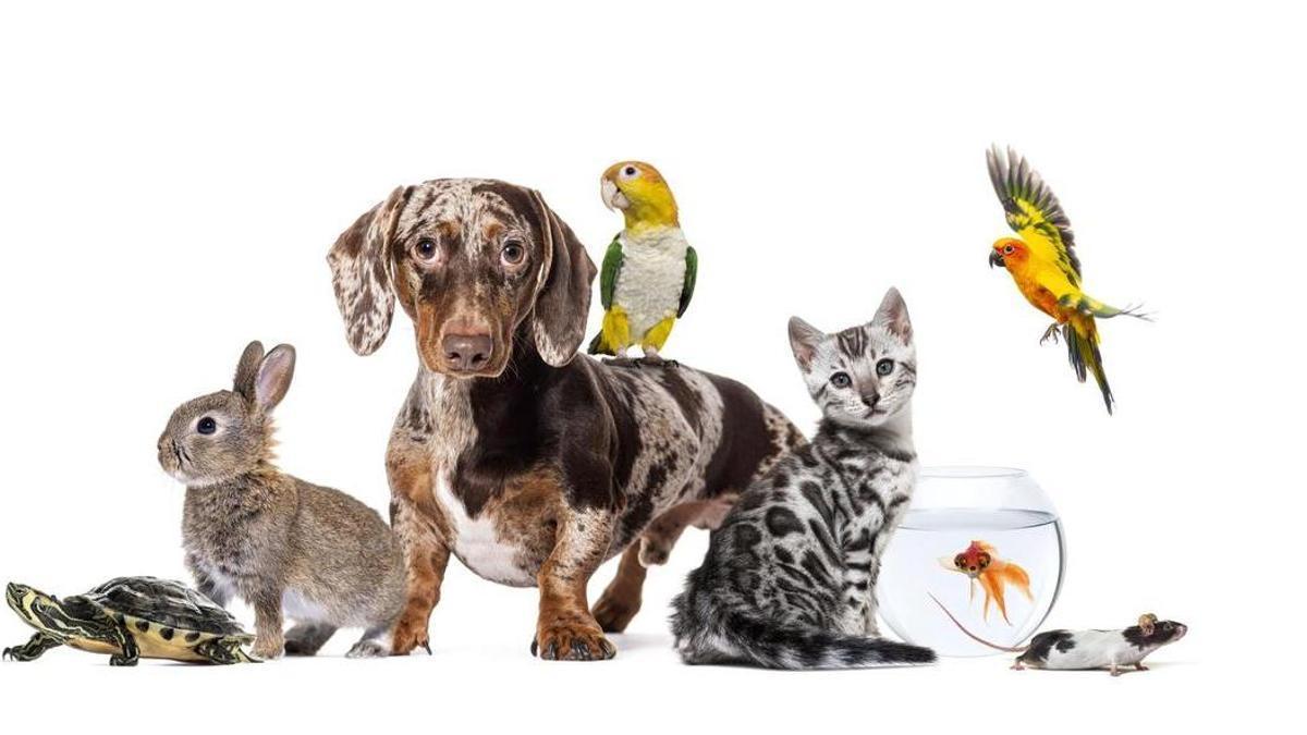 ¿Qué mascotas es legal tener en casa y cuáles no?