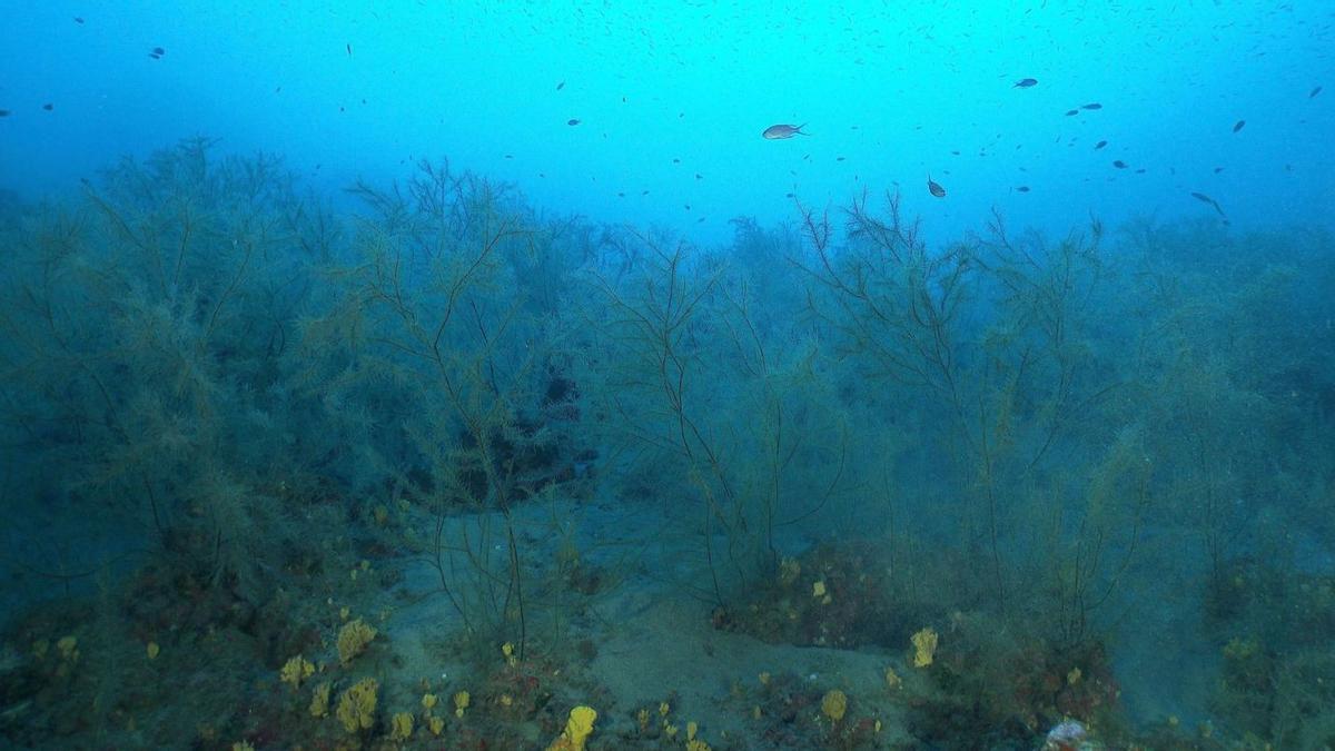 Imagen de los bosques de coral negro, divulgada ayer por el Ayuntamiento de Tías.