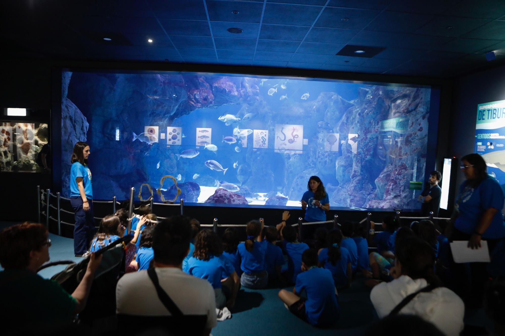 En imágenes: Así funciona por dentro del Acuario de Gijón