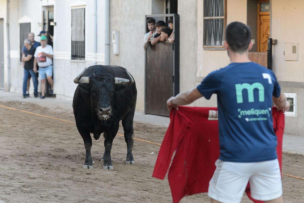 El toro de Torrehandilla, de cerca.