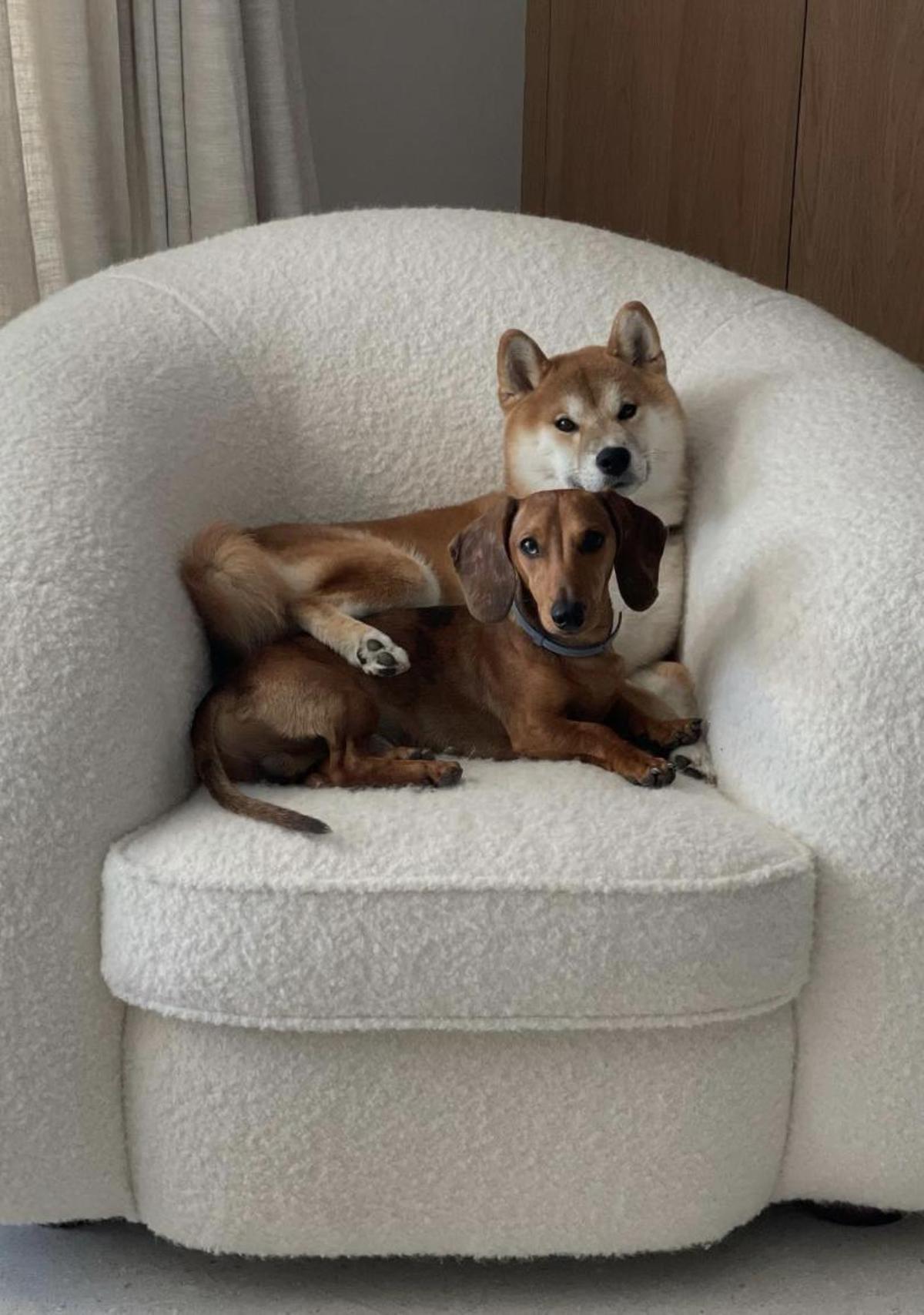 Dos de los perros de Marco Asensio y Sandra Garal, Boodhoo y Rome