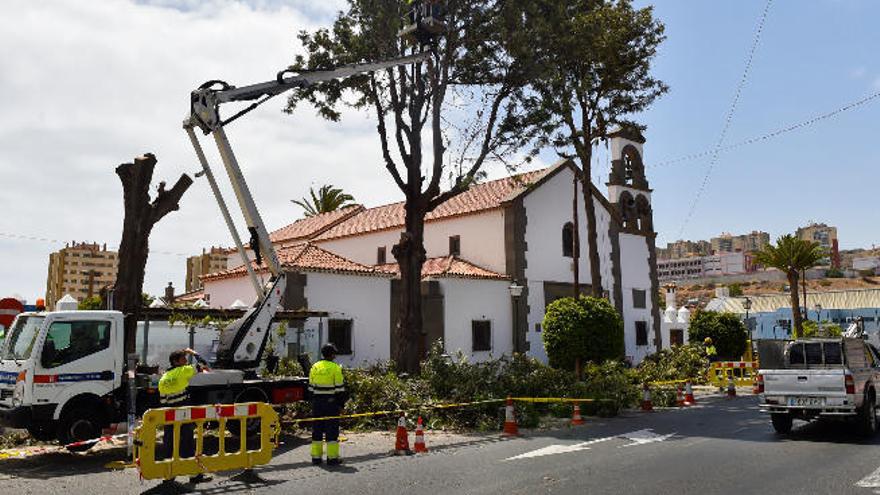 Poda de seguridad en Jinámar.