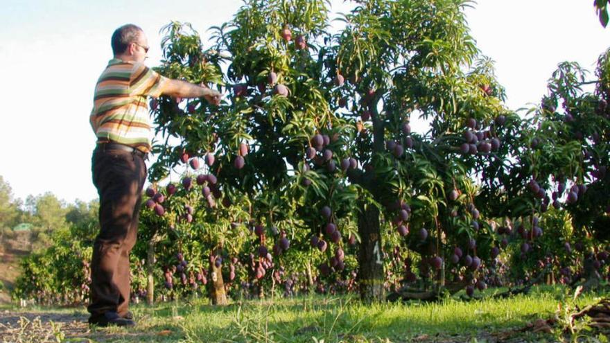 Un agricultor atiende su producción en una finca de mangos en Málaga.