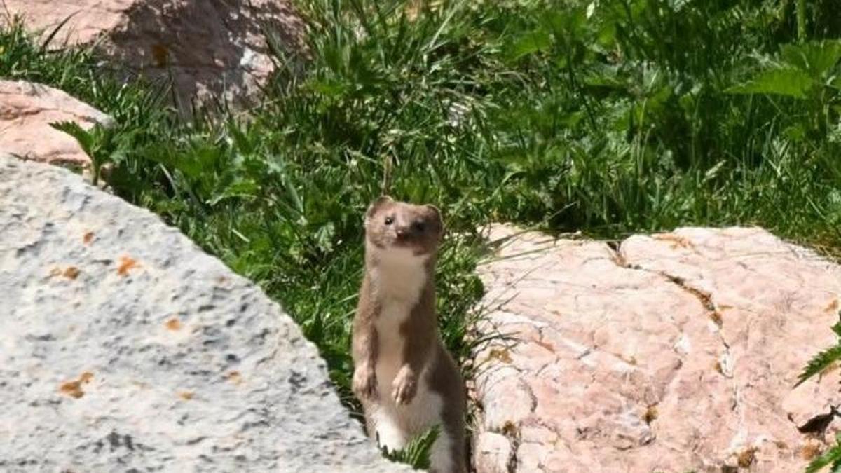 La mostela detectada a Coll de Pal