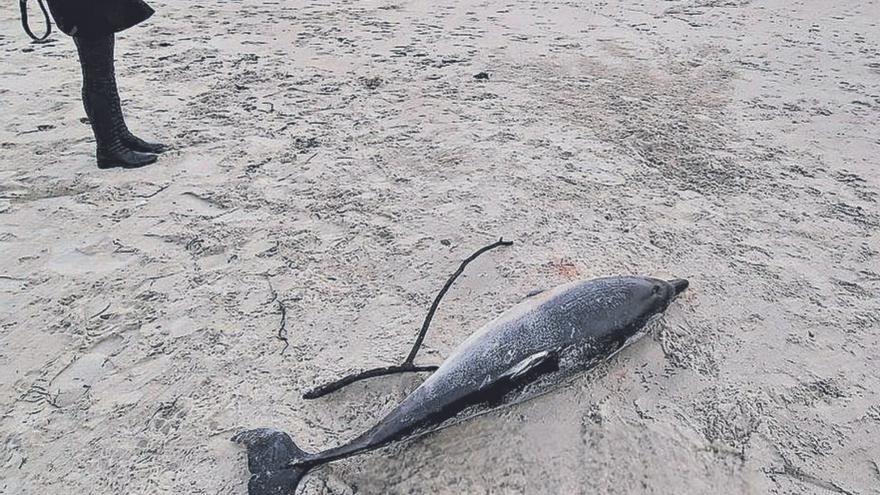 El intenso oleaje arroja sobre la costa los cadáveres de decenas de delfines comunes