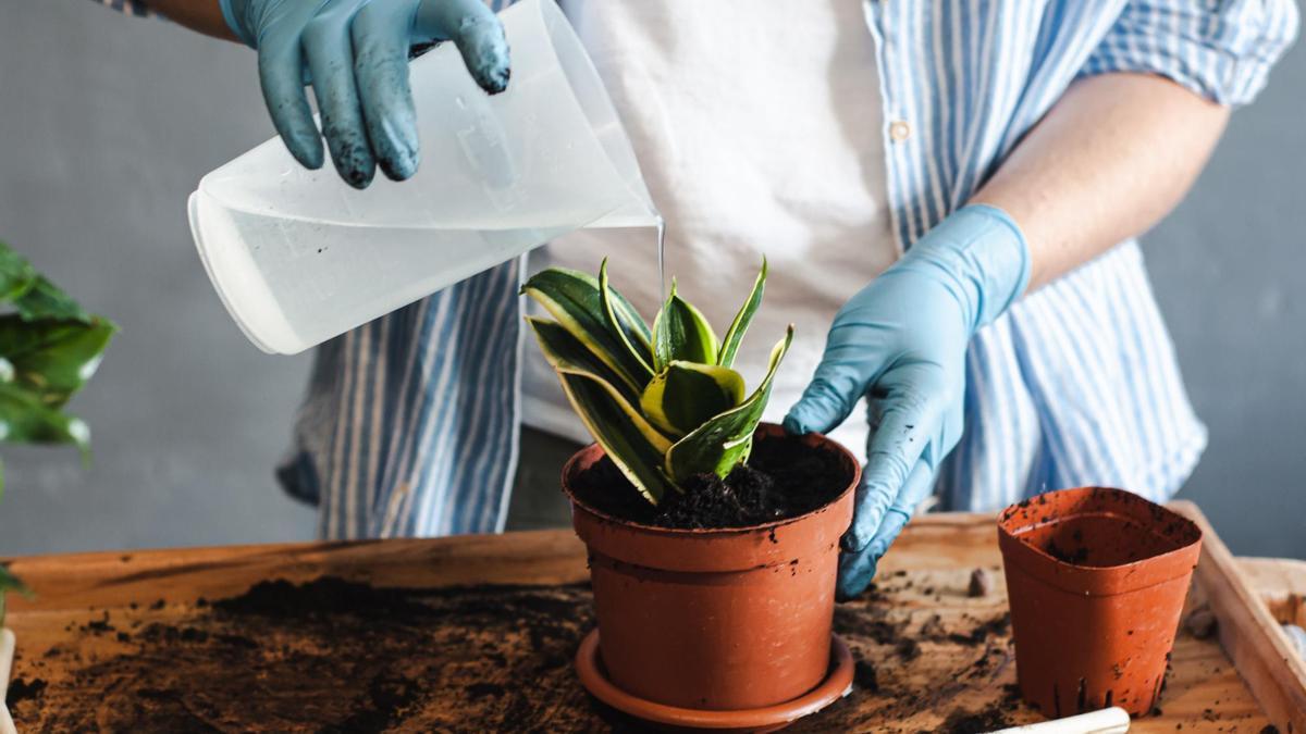 ¿Se pueden regar las plantas con el agua del aire acondicionado?