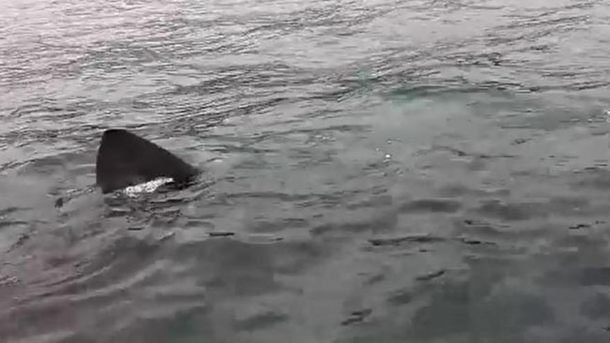 Encuentran un tiburón peregrino mientras navegaban en Cudillero