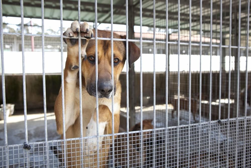 Carmen Moriyón y Maniel Arrieta visitan el Albergue de Animales de Serín