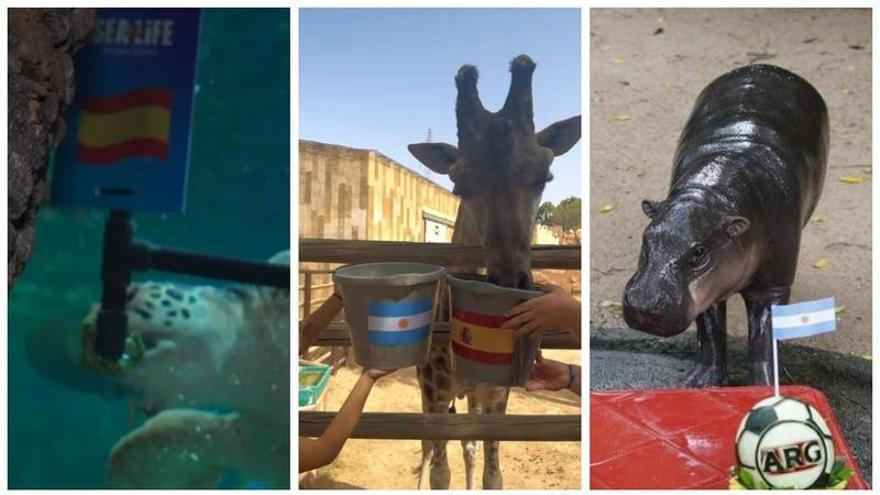 Entre rugidos, caparazones y pronósticos: así son los animales que predicen la final del Mundial y arrasan en las redes