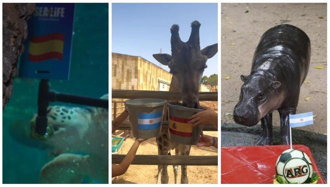 Entre rugidos, caparazones y pronósticos: así son los animales que predicen la final del Mundial y arrasan en las redes