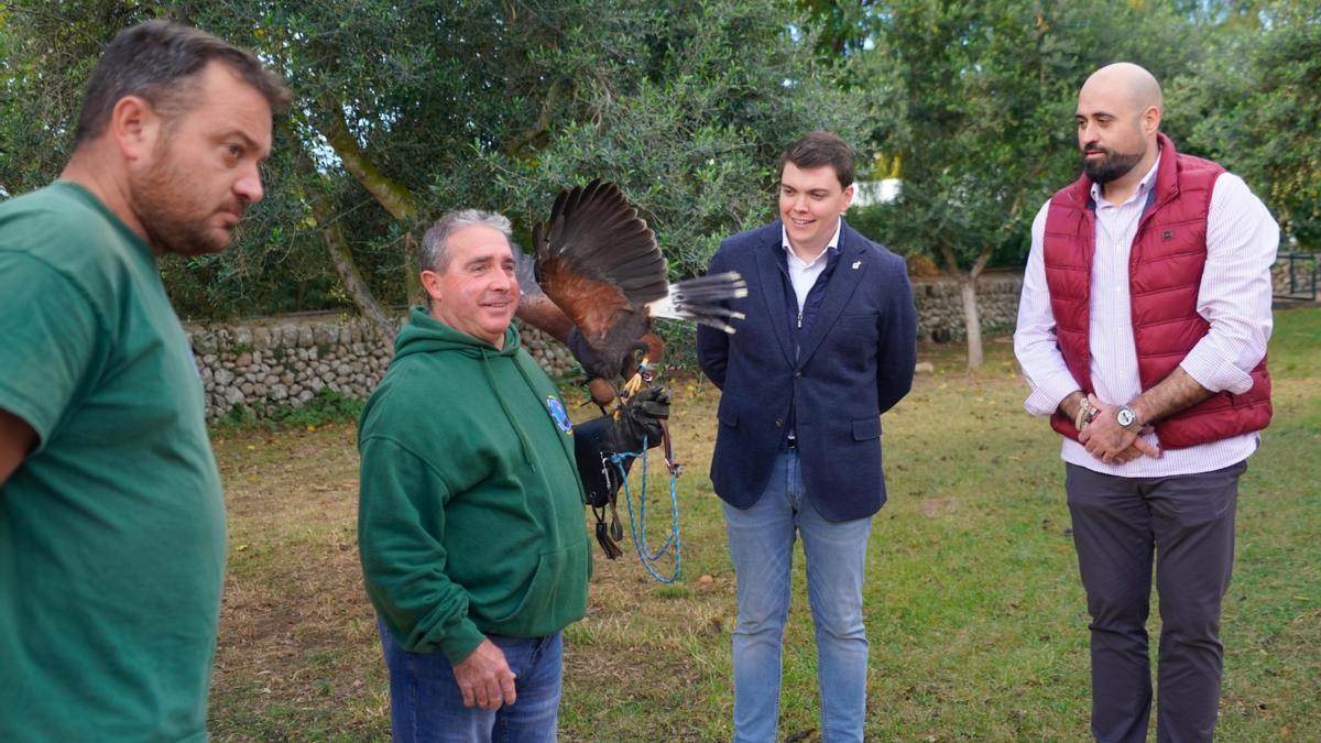 El centro de Bienestar Animal de Son Reus ha cedido en adopción a la asociación de cetrería 'Tramuntana' un halcón Harris
