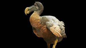 Dodo