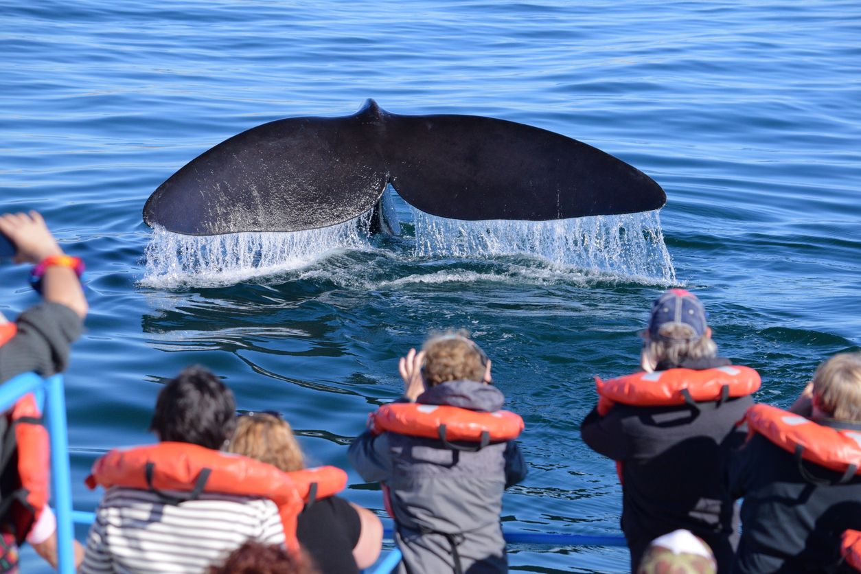 Avistamiento de ballenas en Puerto Madryn.