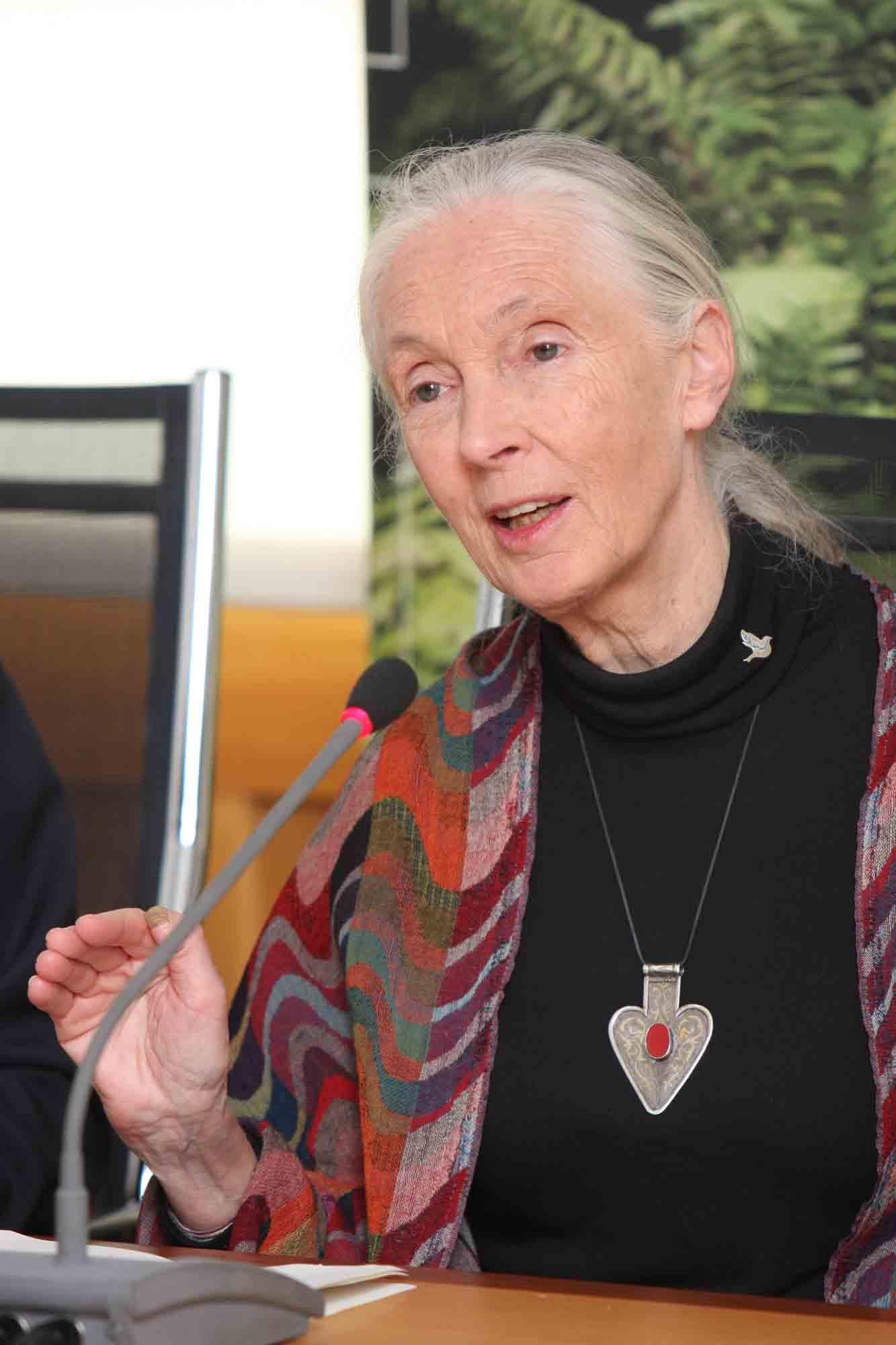 Fallece Jane Goodall, madrina de Primadomus y ‘honoris causa’ por la Universidad de Alicante