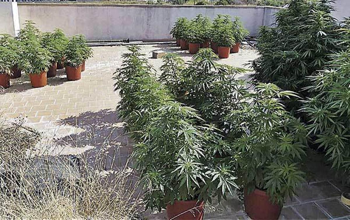 Un robo permite descubrir 42 plantas de marihuana en un piso en Manacor