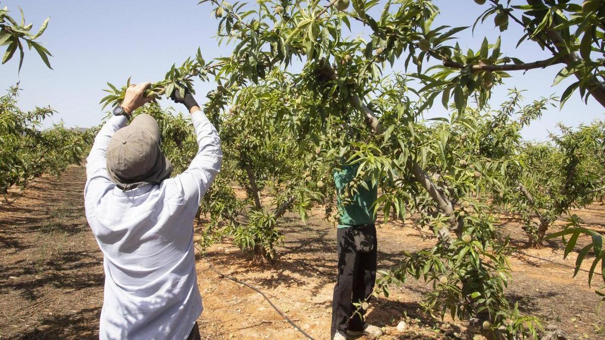 Trabajos de selección de fruta en el árbol para mejorar los calibres en una imagen de archivo.