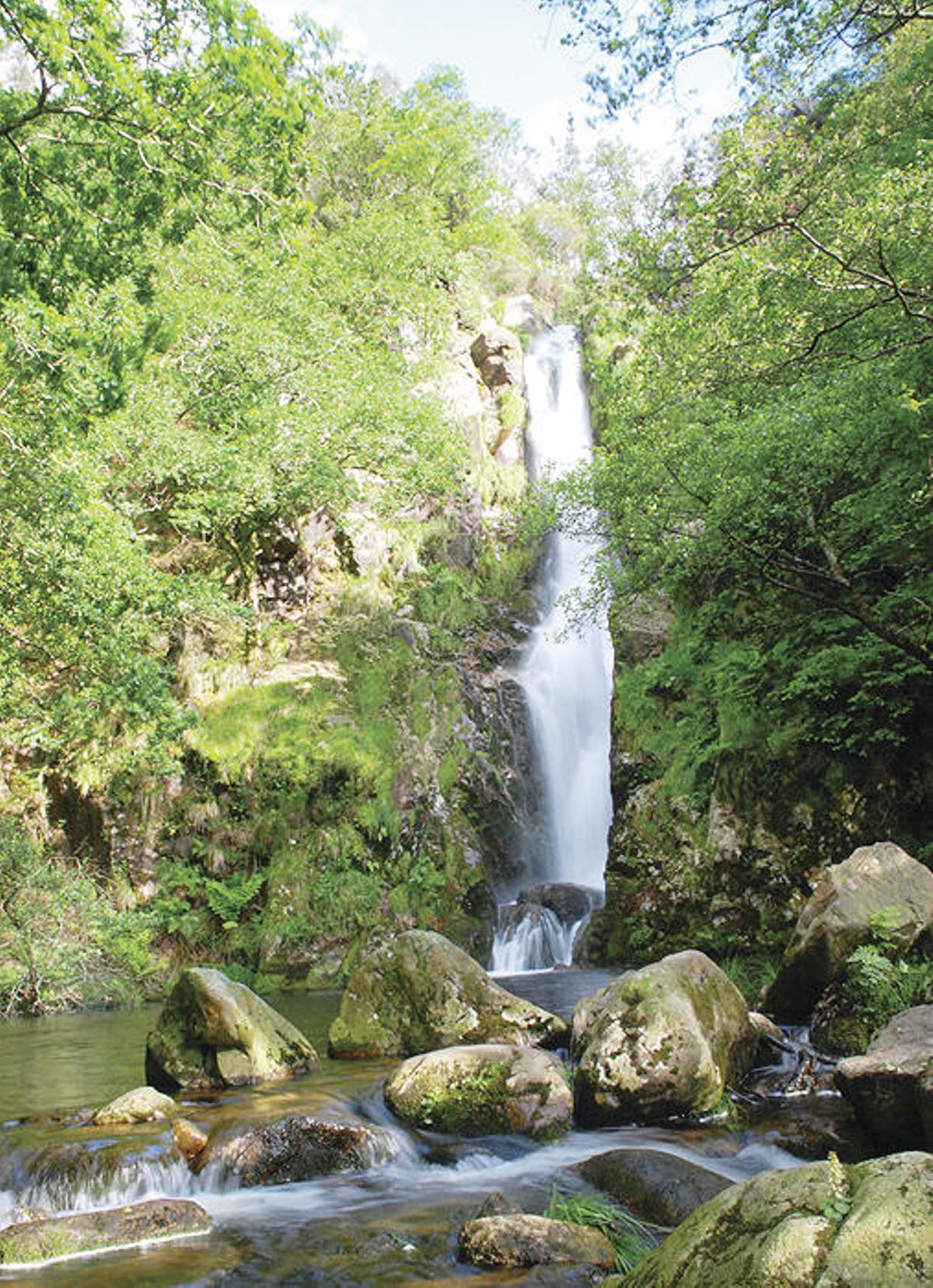 Los gigantes del bosque