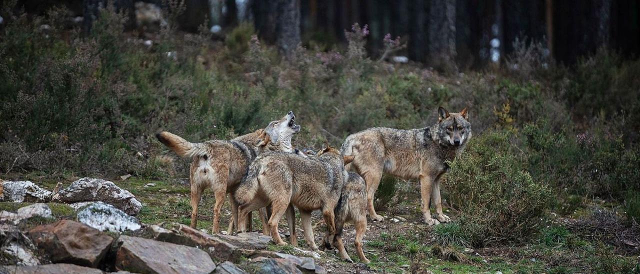 Varios lobos en Robledo de Sanabria.