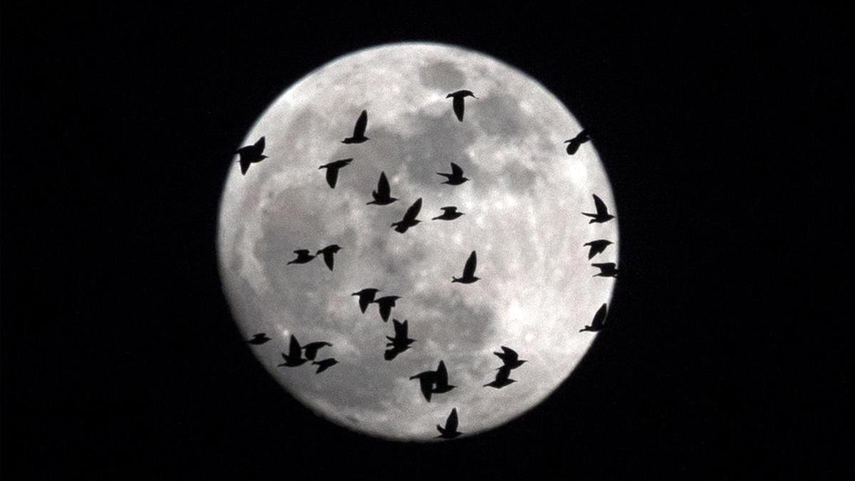 La luna llena cubierta por una bandada de pájaros que sobrevuelan Roma, el 30 de enero.