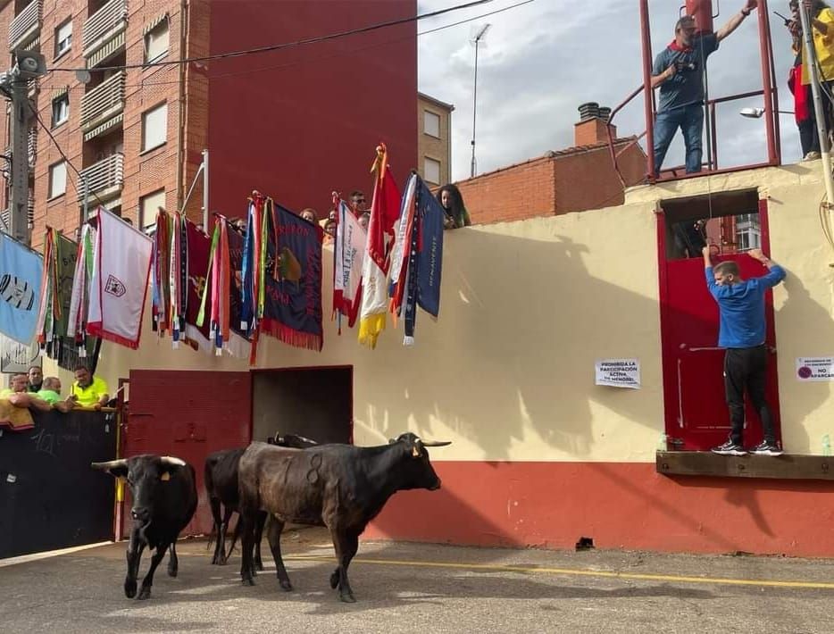 Toro Enmaromado en Benavente: La fiesta del jueves en imágenes