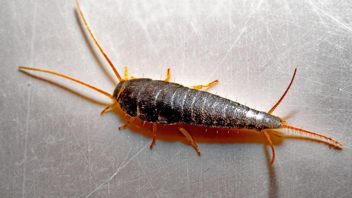 Palacio de los niños Rectángulo síndrome INSECTOS CASA: Este es uno de los insectos de los que te tienes que  preocupar si lo ves en tu casa
