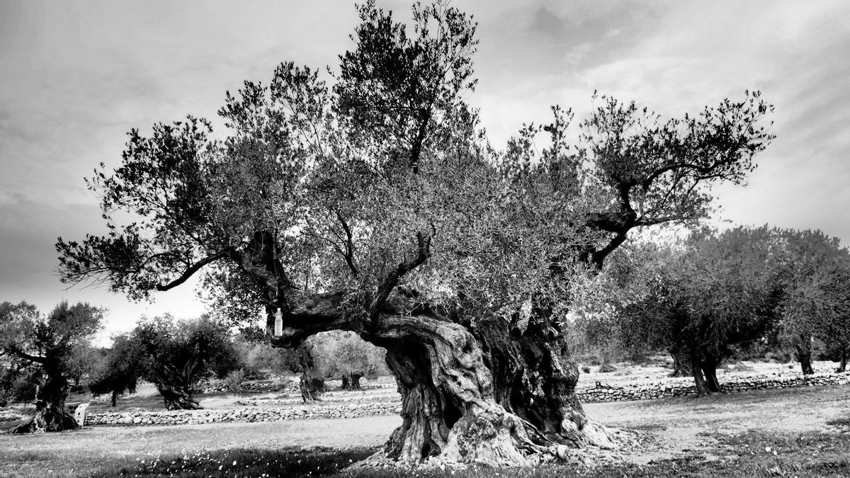 Olivera milenaria del Pou del Mas en la Jana