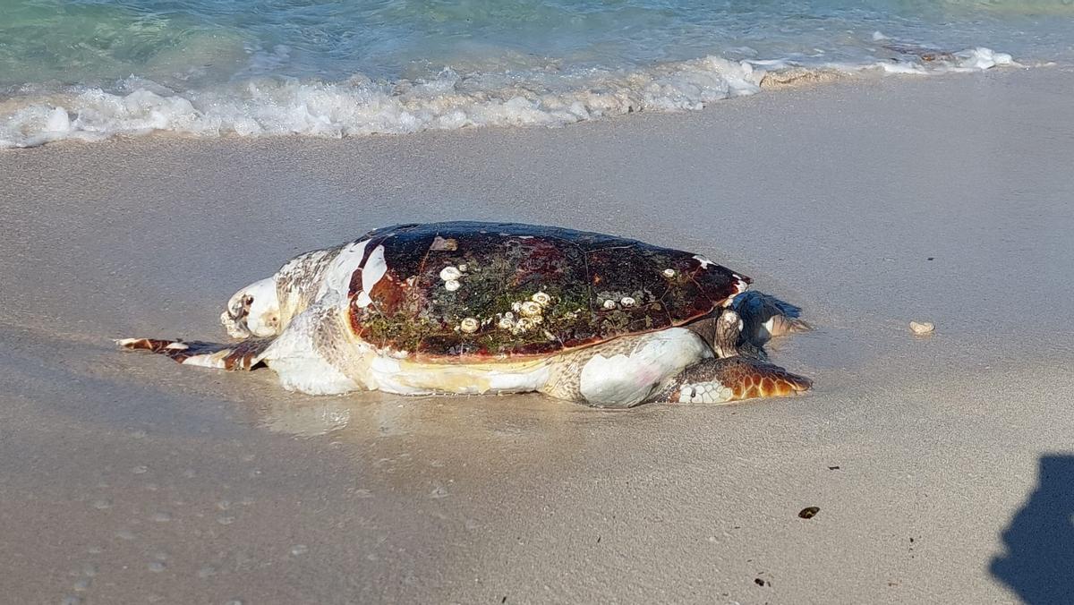 La tortuga, a merced de las olas en la playa de es Trenc