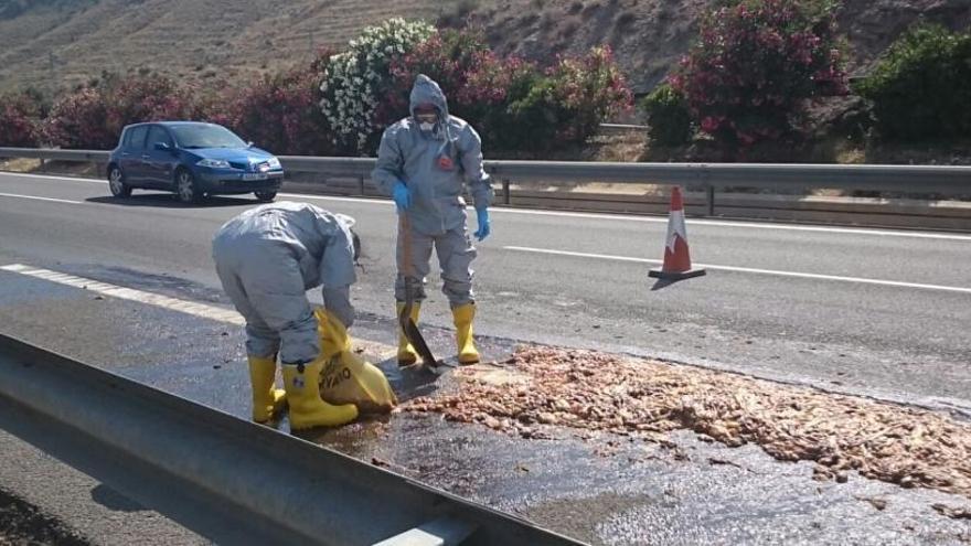 Los bomberos del Parque de Elda, con un traje especial, retirando los restos cárnicos de la autovía de Alicante-Madrid