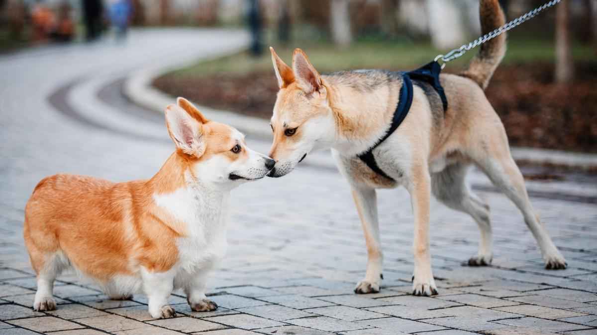 Foto recurso de banco de imágenes que no se corresponde ni retrata a los perros que alude la noticia.