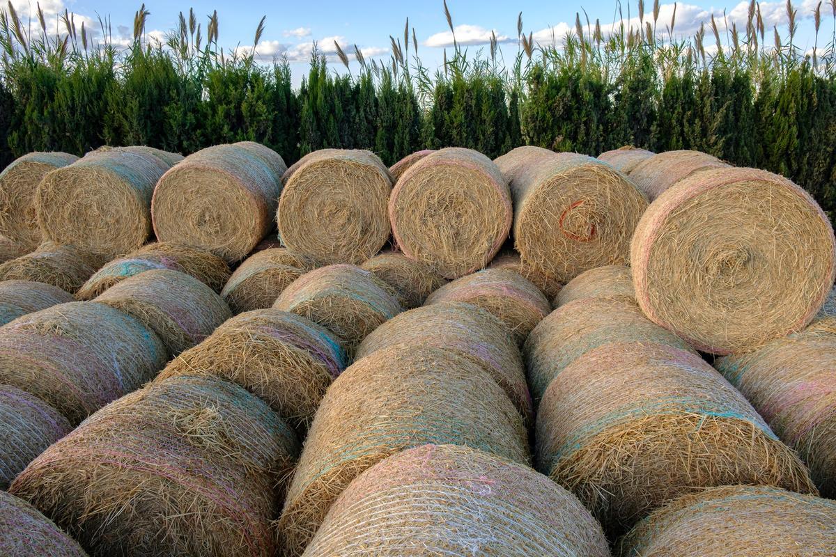 Balas de paja de arroz en l'Albufera
