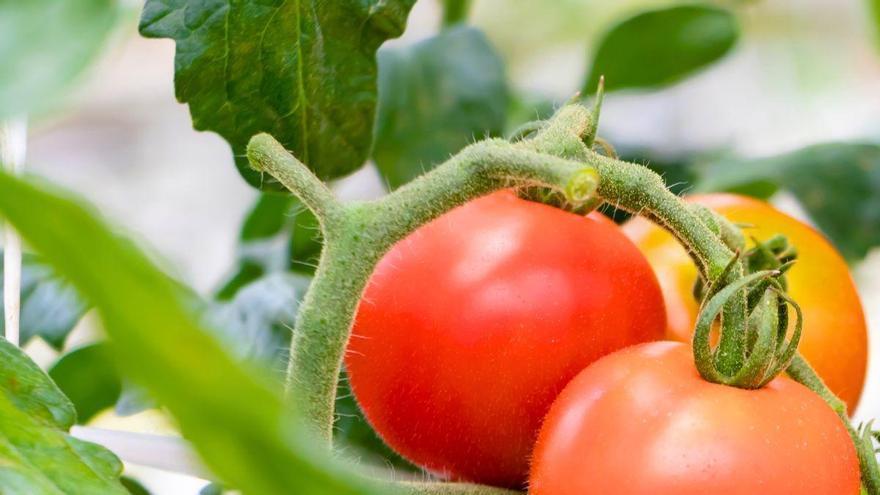 Qué plantar al lado de los tomates para que crezcan más sanos y grandes