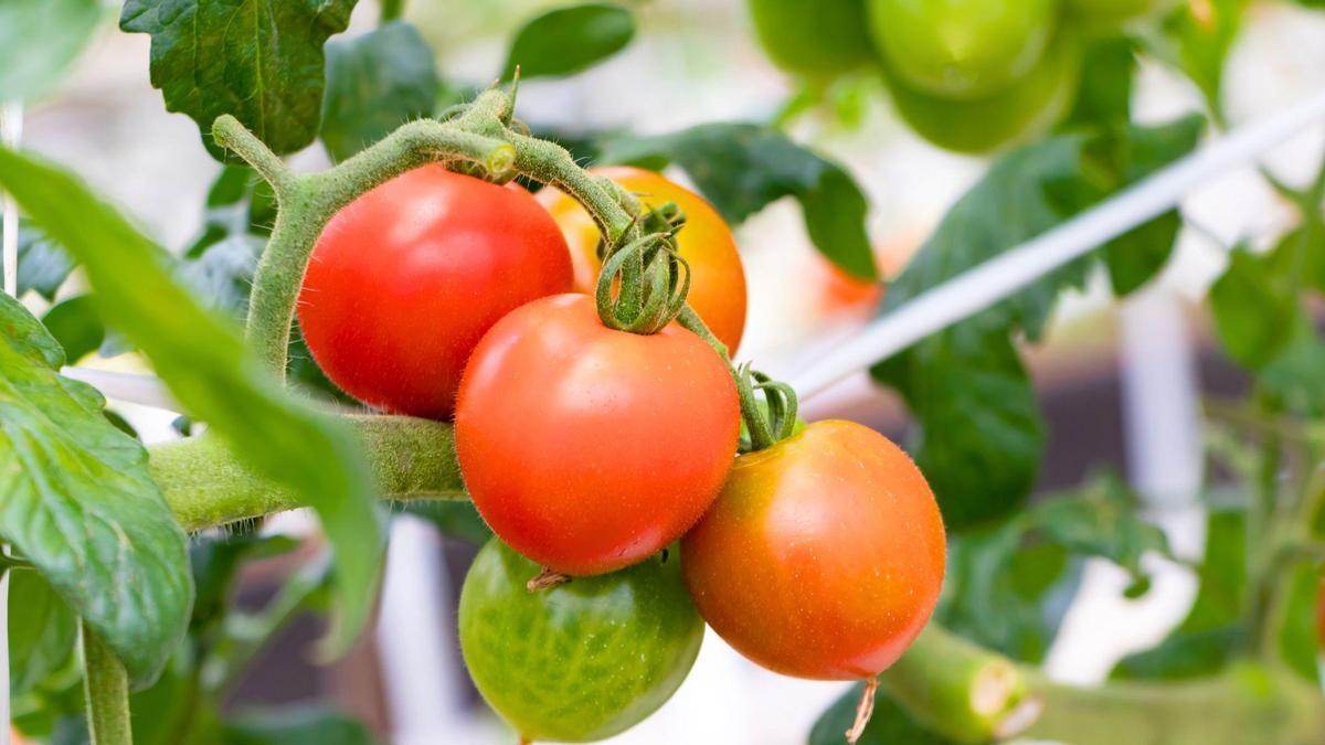 Qué plantar al lado de los tomates para que crezcan más sanos y grandes