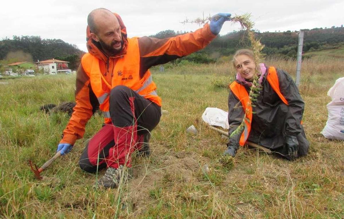 La playa riosellana de Vega, libre de un tercio de plantas invasoras