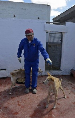 Perros rescatados de la casa en Tinajo donde se encontraron unos rest