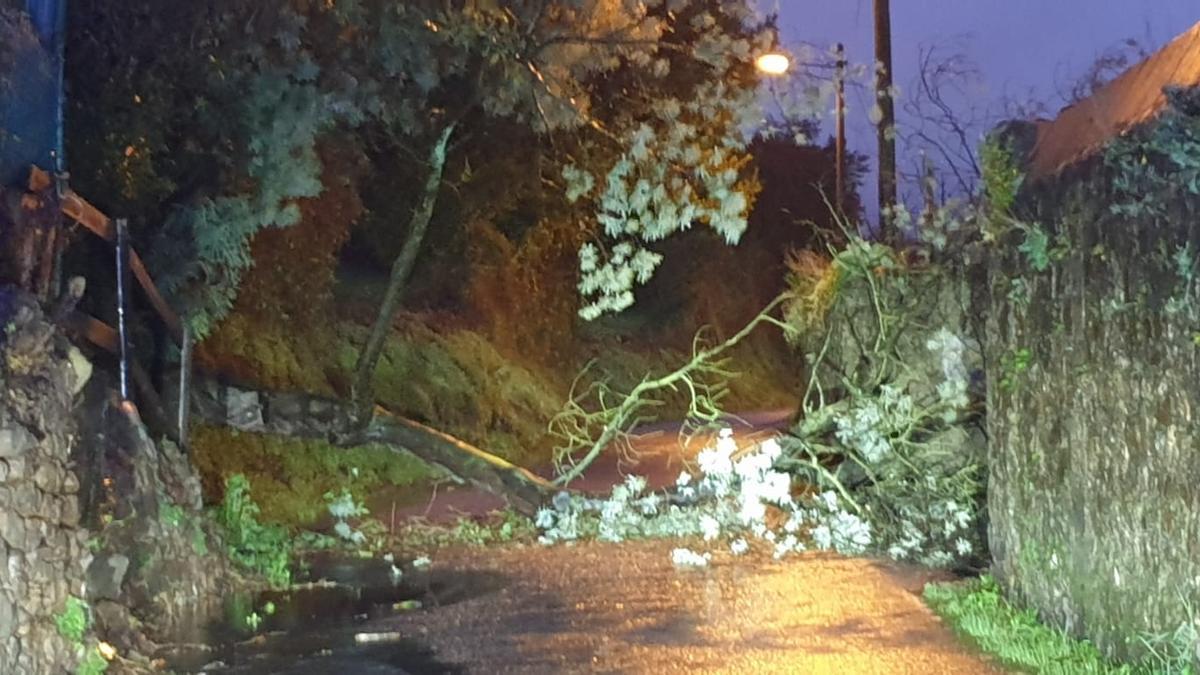 Un árbol caído en la carretera, en el Camino de Lluera, en La Luz.