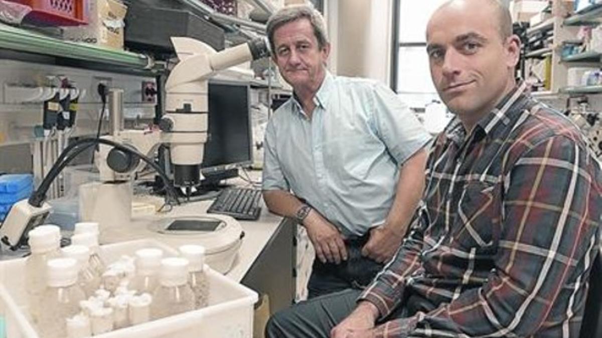 Cayetano González (izquierda) y Fabrizio Rossi, en su laboratorio en el IRB Barcelona.