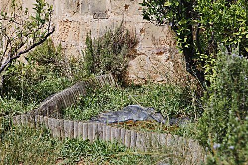 Rechtliches Tauziehen um tausend Schildkröten