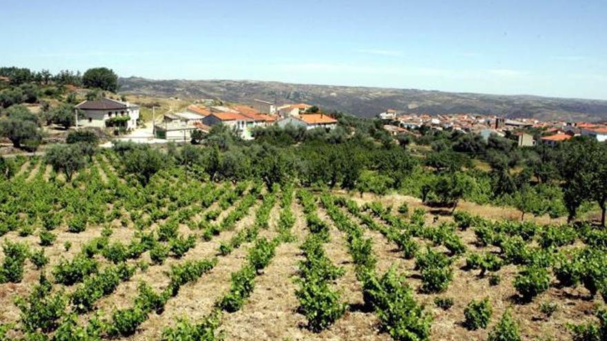 La ruta del vino en Zamora: Viñedos de los Arribes del Duero.