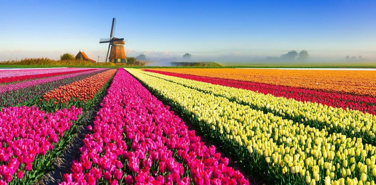 Campo de tulipanes, Holanda