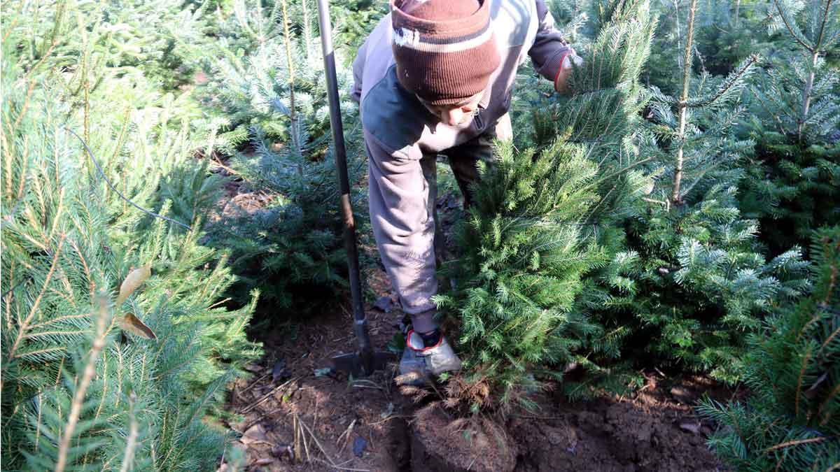 Campos de abetos de Espinelves afectados por la sequía